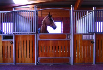 Keeping a horse on box rest happy and healthy. haygain boxrest image 360x245 - Keeping a horse on box rest happy and healthy.